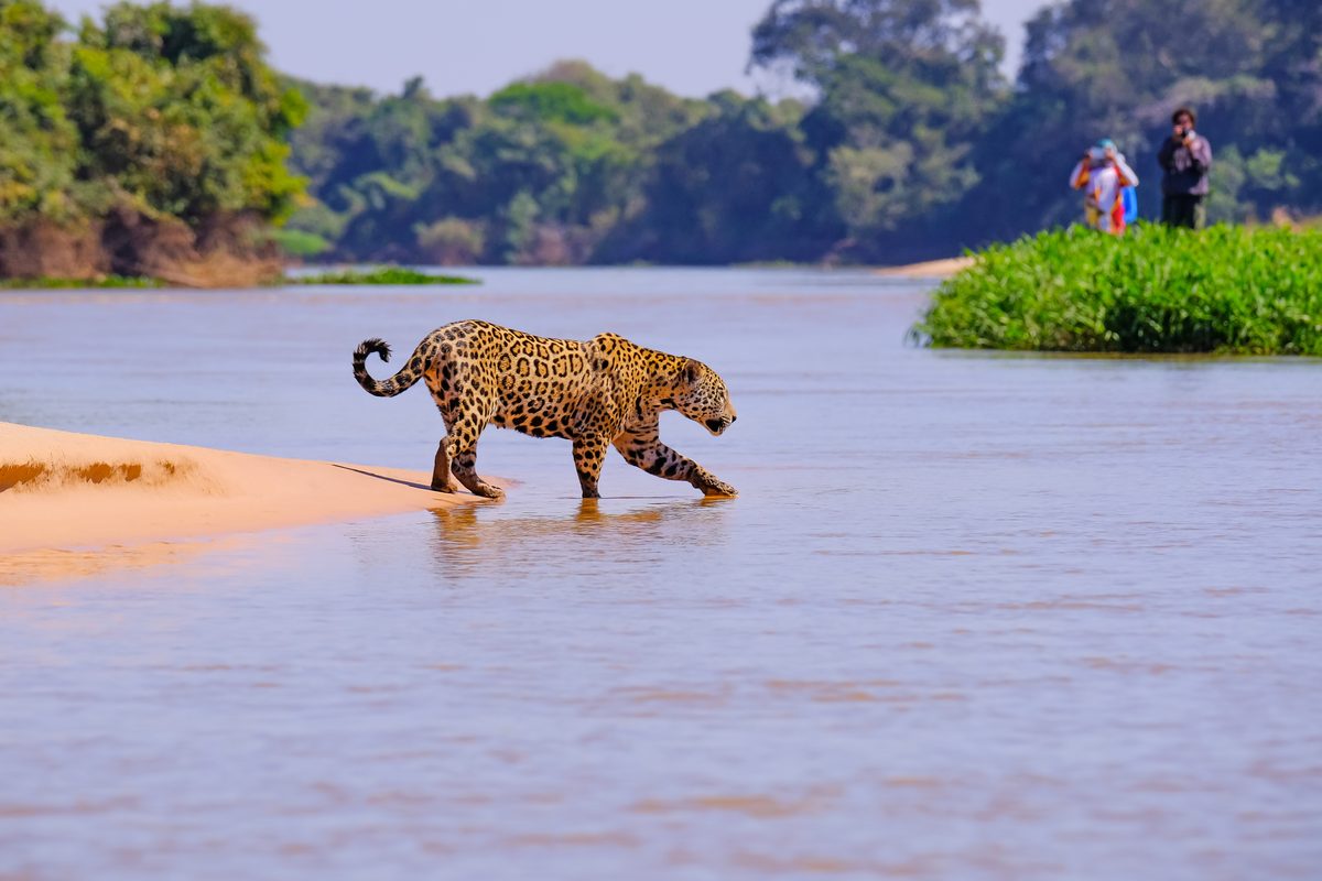 Onça-pintada às margens do Rio Paraguai no Pantanal
