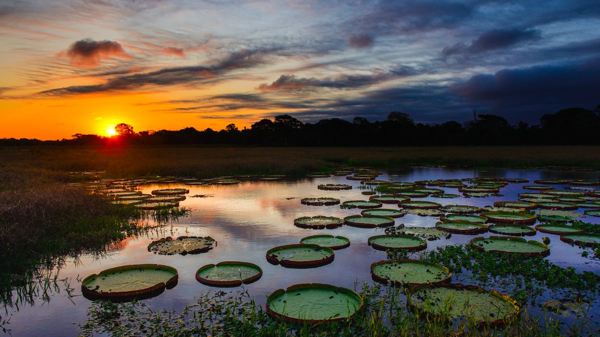 Vitória-régia ao entardecer no Pantanal